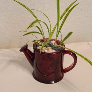 Rose Red Watering Can Planter